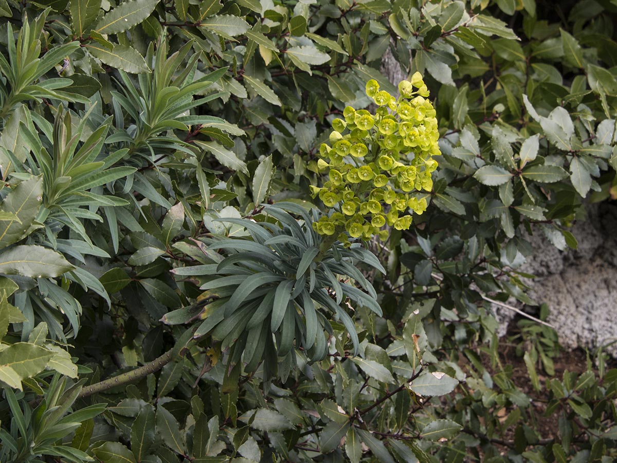 Euphorbia wulfenii